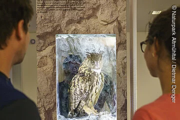 Ein Mann im blauen T-Shirt links stehend und eine Frau mit Brille und rotem T-Shirt rechts stehend betrachten in der Mitte aufragend eine Ausstellungstafel mit einem ausgestopftem Uhu, sowie Texten dazu.