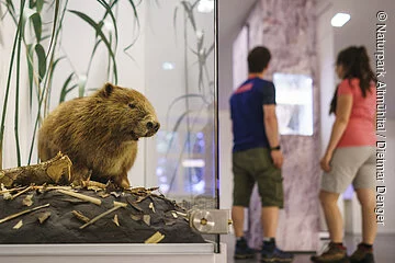 Der Schaukasten rechts zeigt einen Biber, sitzend auf einem nachgebauten Erdboden mit einigen ige Schilfstengeln. Rechts steht ein Pärchen an der Nachbildung einer Karsthöhle und informiert sich.