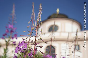 Violett blühende Blumen aus dem Biotopgarten lassen verschwommen die Außenfassade des Informationszentrums erkennen. Dazu erstrahlend ein strahlendblauer Himmel ohne Wolken.