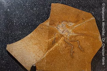 Der versteinerte Skelettfund des Archaopteryx ist zu sehen. Die Kalkplatte liegt auf einem grauen Hintergrund.