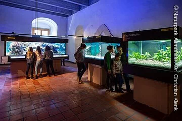 Schüler beobachten die Fische und andere Meerestiere der Aquarien im JuraMuseum.