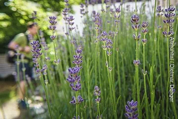 Biotopgarten Informationszentrum Naturpark Altmühltal Der Lavendel im Biotopgarten blüht bereits. Links ist ein Mann mit grünen Shirt und Rucksack zu erkennen.