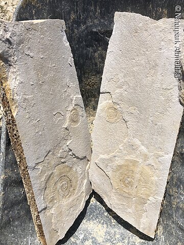 Ammonitenfund im Besuchersteinbruch Mühlheim