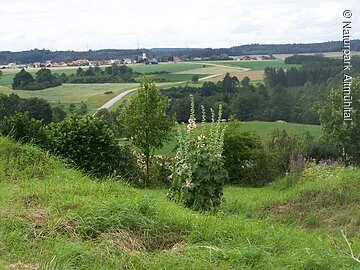 Genieße die Aussicht über grüne Wiesen und Bäume auf Böhmfeld, dass in einiger Entfernung zu sehen ist. Der Himmel erscheint klar.