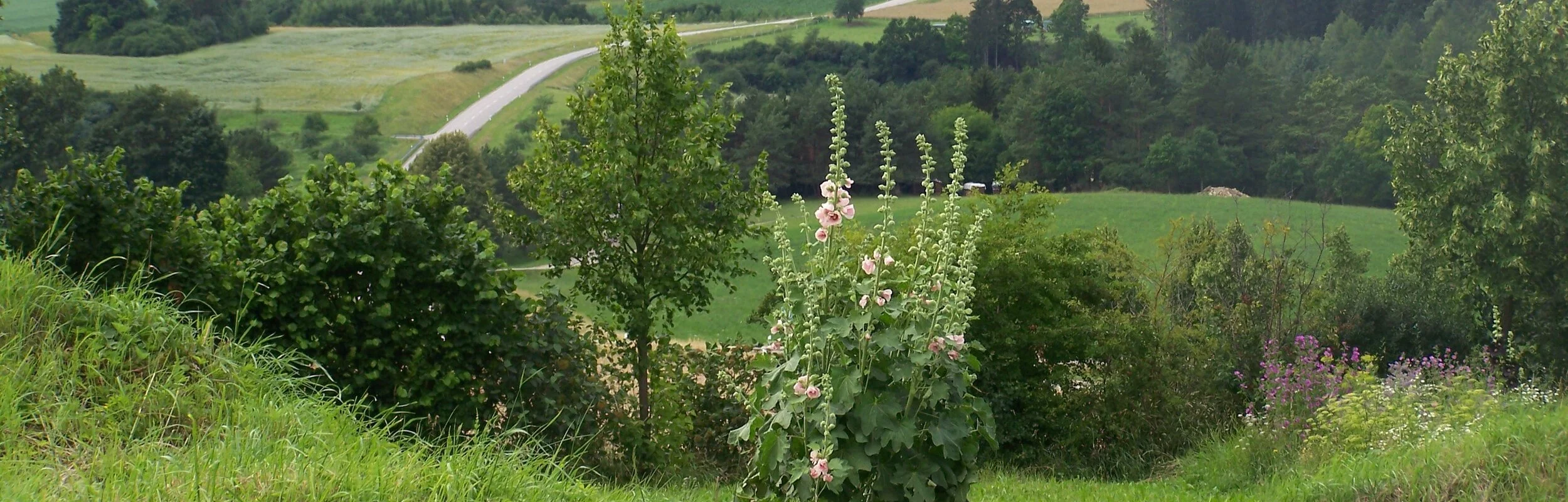 Genieße die Aussicht über grüne Wiesen und Bäume auf Böhmfeld, dass in einiger Entfernung zu sehen ist. Der Himmel erscheint klar.