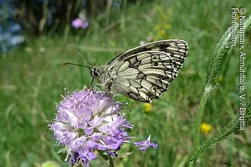 Ein Schachbrettfalter sitzt auf einer lilafarbenen Blüte inmitten einer Wiese.