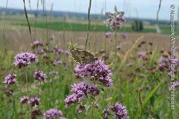 Schachbrettfalter auf Blumenwiese bei den Mauerner Höhlen Ein Schachbrettfalter sitzt auf einer lilafarbenen Blüte mitten auf einer Blumenwiese.