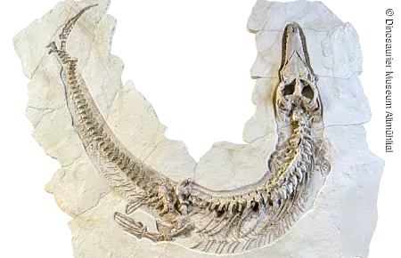 Dakosaurus Skelett eines Tieres, leichte Ähnlichkeit zu einem Krokodil