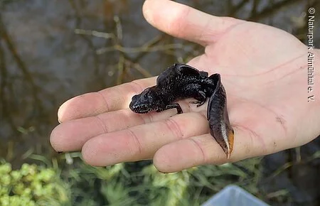 schwarzes kleines Tier (Amphibie) sitzt auf menschlicher Hand