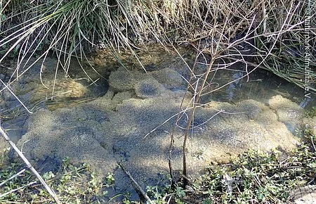 kleine kugelförmige Froscheier in Wasser