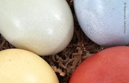 Eier färben - Nest