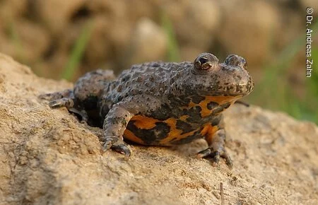 Gelbbauchunke Froschähnliches Tier mit gelben Flecken am Bauch und Pupillen, die aussehen wie ein Herz