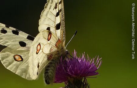 Apollofalter Ein Apollofalter mit seinen typischen hellen Flügeln und den verschiedenen Markierungen in schwarz und rot, sitzt auf einer Distelblüte. Der Hintergrund ist komplett verschwommen in Grüntönen.