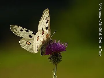 Ein Apollofalter mit seinen typischen hellen Flügeln und den verschiedenen Markierungen in schwarz und rot, sitzt auf einer Distelblüte. Der Hintergrund ist komplett verschwommen in Grüntönen.