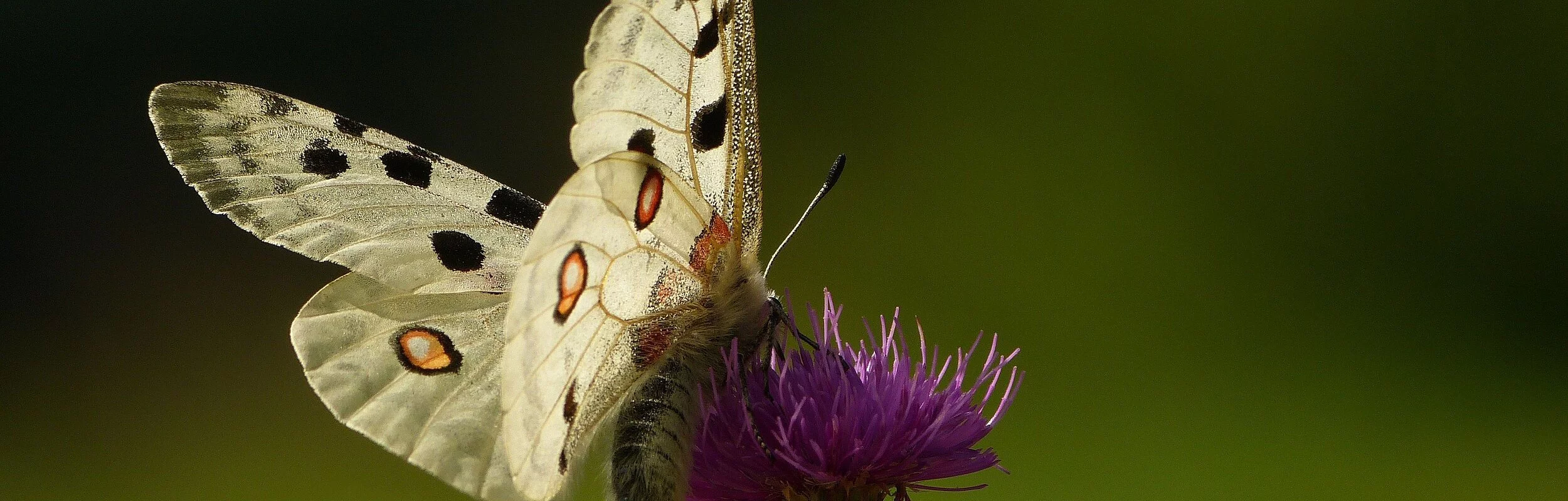 Ein Apollofalter mit seinen typischen hellen Flügeln und den verschiedenen Markierungen in schwarz und rot, sitzt auf einer Distelblüte. Der Hintergrund ist komplett verschwommen in Grüntönen.