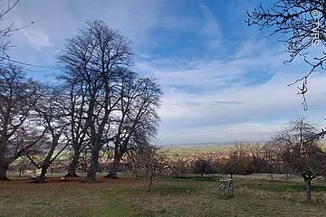 Ein grünes Feld, darauf kahle Bäume unter blauem Himmel.