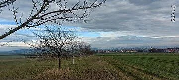 Herbstlandschaft Ein weites grünes Feld. Links stehen in einer Reihe kahle Bäume. Der Himmel ist bewölkt.