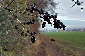 Im Fokus schwarze Beeren an einem Zweig. Im Hintergund Strücher und ein grünes Feld.
