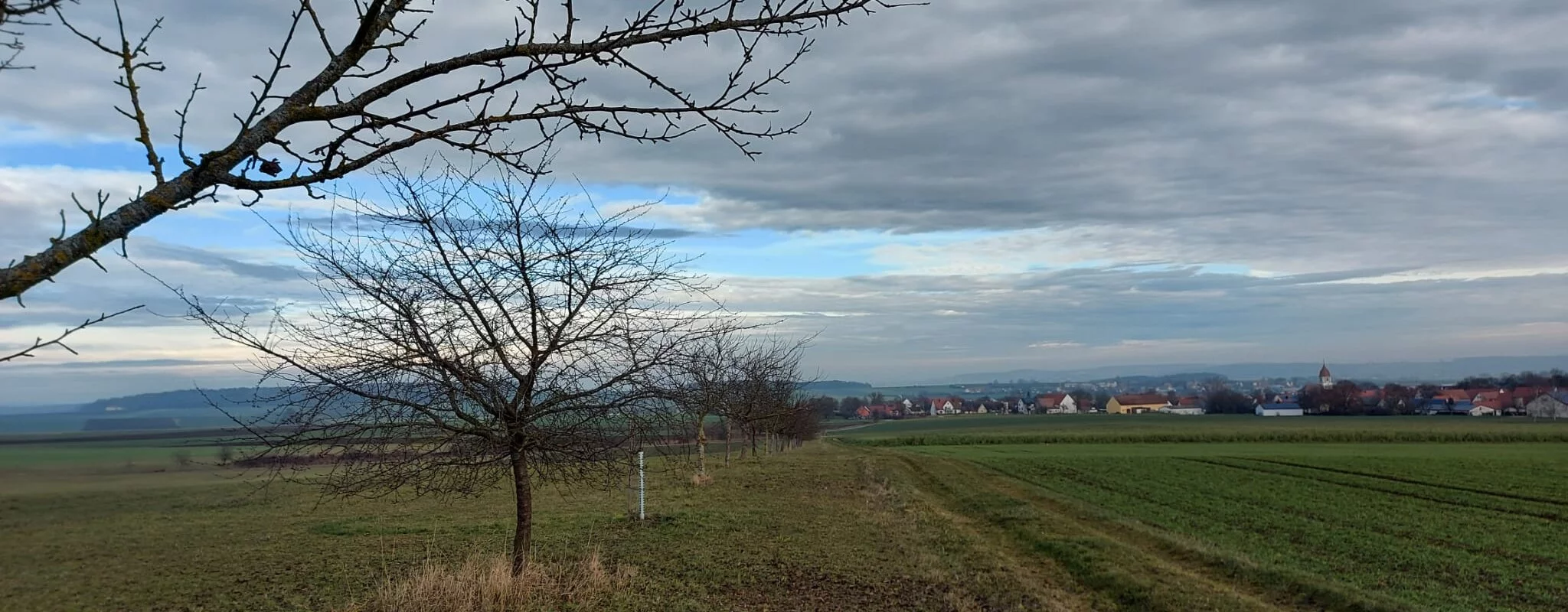 Ein weites grünes Feld. Links stehen in einer Reihe kahle Bäume. Der Himmel ist bewölkt.