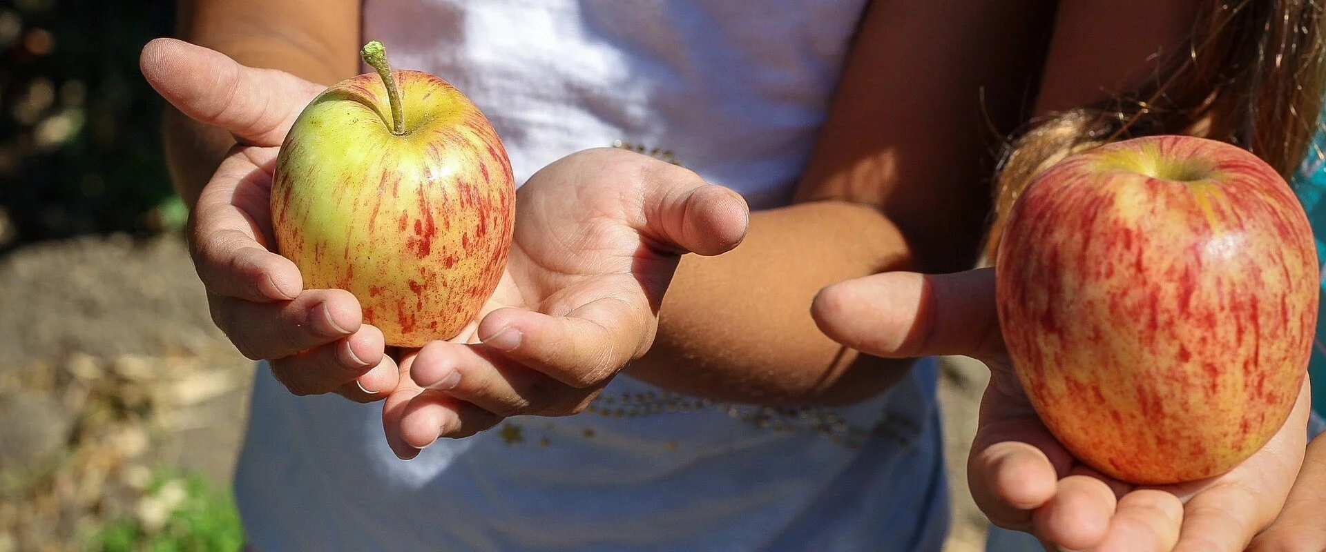 Äpfel in Kinderhänden
Obstlehrgarten Kehl