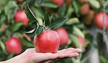 Obstlehrgarten Kehl Apfel in der Hand