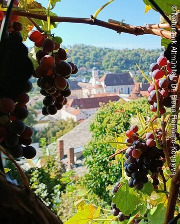 Weinberg Eichstätt Blick vom Berg aus auf Eichstätt. Im Vordergrund hängen dunkle Weintrauben an einer Rebe.
