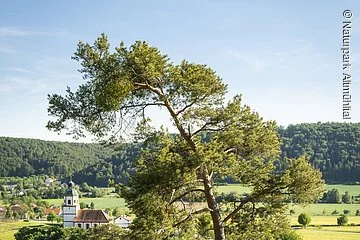 Gungoldinger Wacholderheide