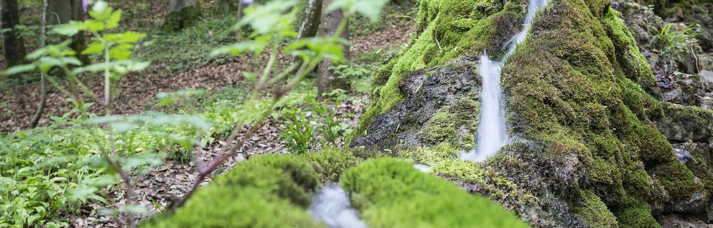 Die steinerne Rinne in deren Mitte das Wasser durchfließt. Links und rechts ist die Rinne mit Moos bewachsen. Im Hintergrund ist der Wald mit vielen Baumstämmen zu sehen.