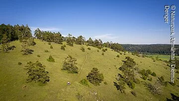 Gungoldinger Wacholderheide Die Gungoldinger Wacholderheide entstand im Mittelalter durch Rodung des Waldes und Viehbeweidung. Auf der Fläche konnten sich dann die Pflanzenarten des Trockenrasens ausbreiten, die ihr das typische Aussehen gegeben haben.