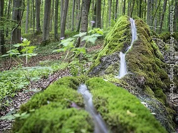Steinerne Rinne bei Wolfsbronn Die steinerne Rinne in deren Mitte das Wasser durchfließt. Links und rechts ist die Rinne mit Moos bewachsen. Im Hintergrund ist der Wald mit vielen Baumstämmen zu sehen.