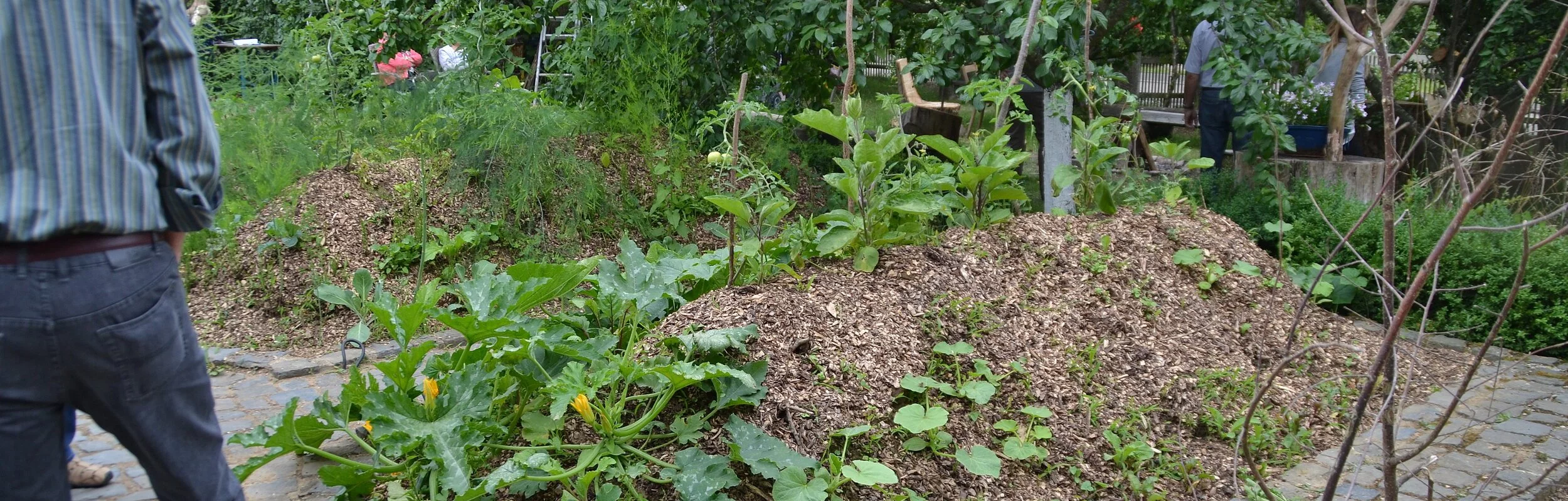 Ein Garten mit Gemüsepflanzen ist zu sehen. Am linken Bildrand steht ein Mann.