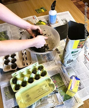 Auf einem Tisch stehen Samen, Wasser, Erde und Eierkartons. Mittig ist eine Schüssel platziert, in der zwei Hände Samenbomben formen.