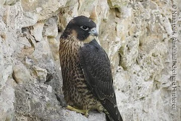 Wanderfalke Ein Wanderfalke sitzt auf einem hellen Felsen und schaut nach rechts
