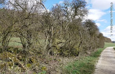 Hecke Hecke entland eines Weges