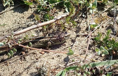 Zauneidechse Tier im Sand