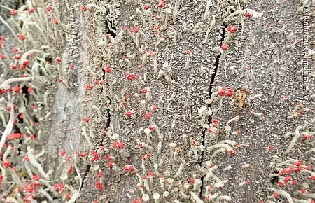 Flechte blüht hellgrau-grünliche Strukturen auf Holt mit roten Enden