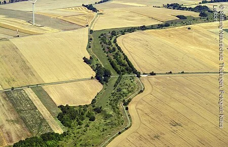 Grünes Band Thüringen Ein grünes Bad aus Wiese, Sträuchern und Bäumen zieht sich durch eine Landschaft mit Getreidefeldern.