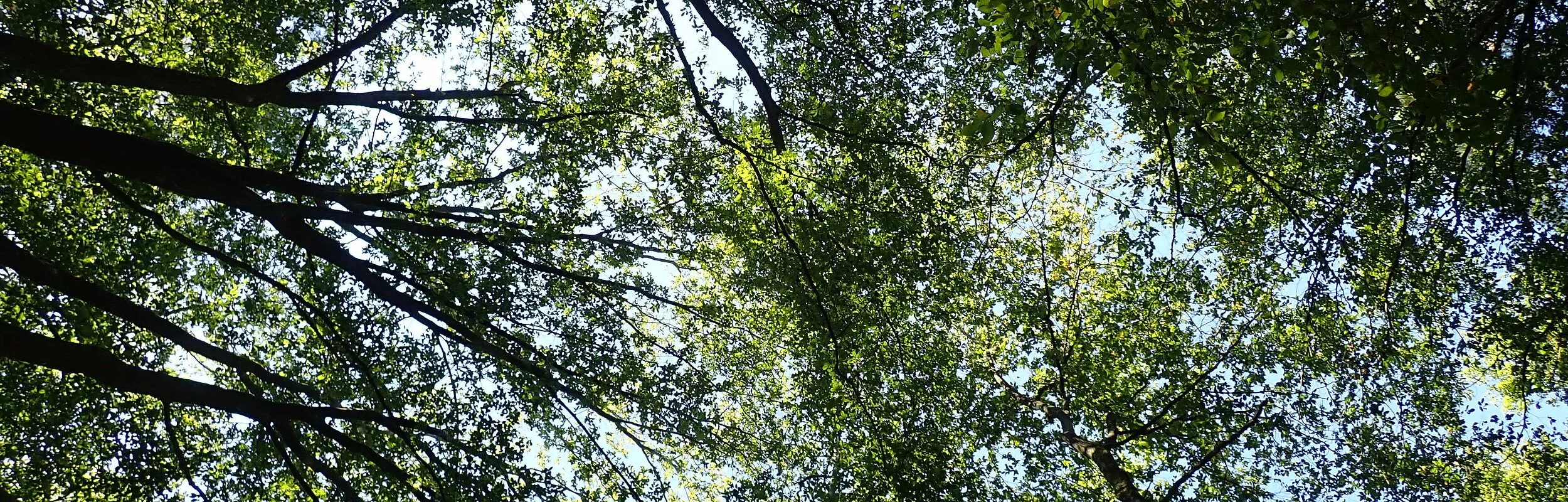 Blick in die Baumkrone von Laubbäumen. Der blaue Himmel lässt sich zwischen den Blättern immer wieder erkennen.