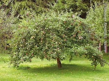 Luisengärten_3_Apfelbaum Üppiger Apfelbaum mit roten Äpfeln, dessen Zweige tief zum Boden hängen. Er steht auf einer Wiese. Im Hintergrund sieht man weitere Apfelbäume.