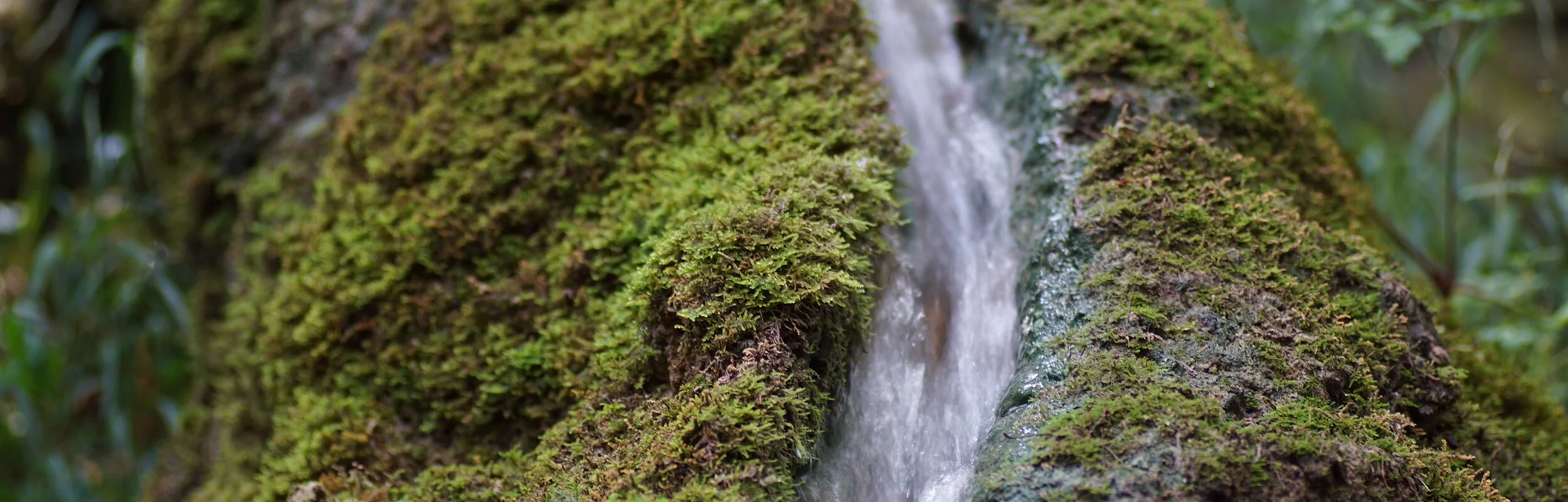 Wasserlauf umgeben von Moos