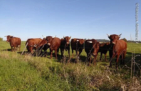 Rotvieh Dunkelbraune Rinderherde auf grüner Weide, blauer Himmel