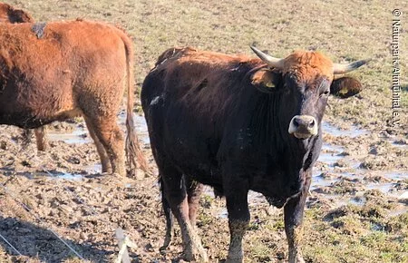 Altmühltaler Weiderind Braunes Weiderind auf grün-brauner Weide