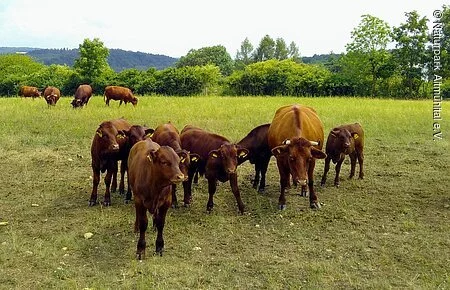 Rotes Höhenvieh in Gleislhof