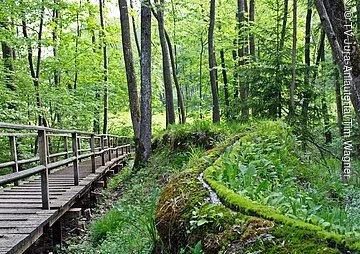 Steinerne Rinne Die steinerene Rinne bewachsen mit Moos und umgeben von grünem Wald. Rechts ein Steg aus Holz, welcher durch den Wald führt.