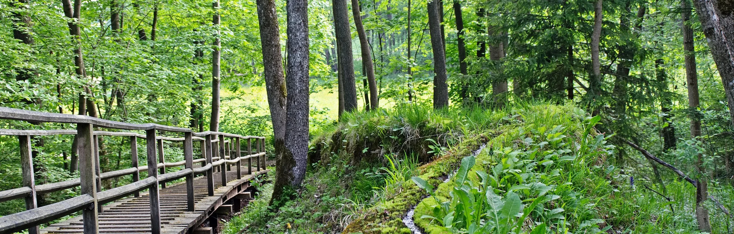 Die steinerene Rinne bewachsen mit Moos und umgeben von grünem Wald. Rechts ein Steg aus Holz, welcher durch den Wald führt.