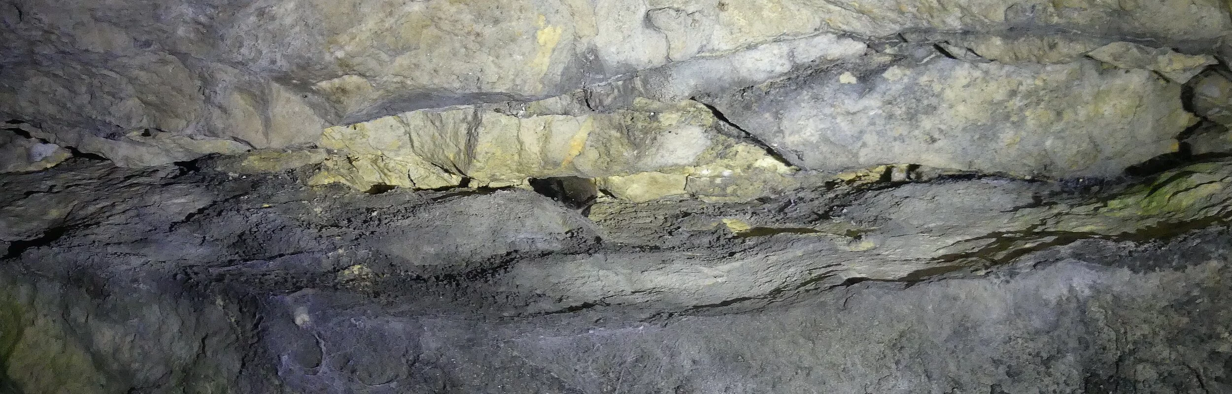 Eine Fledermaus hängt gut versteckt in einer Felsspalte. Sie nutzt die Felsdecke als Überwinterungsquartier.