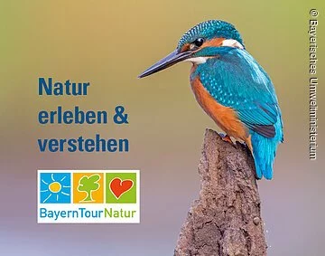 Blau und orange gefiederter Vogel mit spitzen Schnabel sitz ruhig auf braunen Ast. Logo mit Sonne, Baum und Herz.
