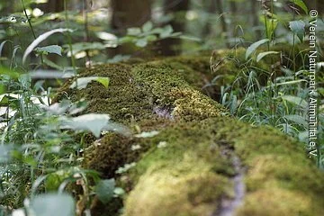 Wasserlauf umgeben von saatgrünen Moos und dunkelgrünen Blättern