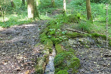 Wasserlauf im bemoosten und belaubten Wald
