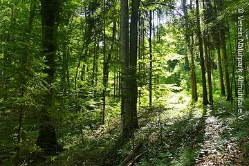Bäume mit grünen Blättern und braun-belaubter Waldboden